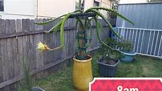 Dragon Fruit Fertilizer