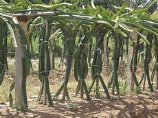 Dragon Fruit Fertilizer