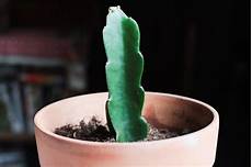 Dragon Fruit Fertilizer
