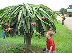 Dragon Fruit Fertilizer