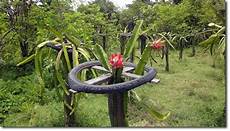 Dragon Fruit Fertilizer