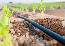 Dripping Irrigation Fertilizers