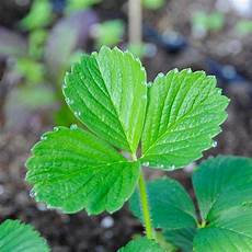 Dry Fertilizers