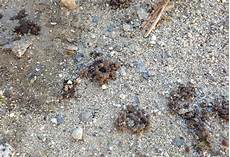 Earthworm Castings