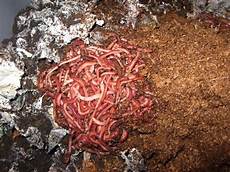 Earthworm Fertilizer