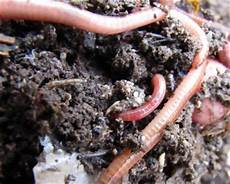 Earthworm Fertilizer