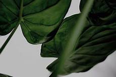 Ecologic Fertilizer