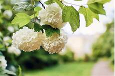 Espoma Organic Fertilizer