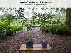 Espoma Plant Tone