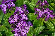 Espoma Plant Tone