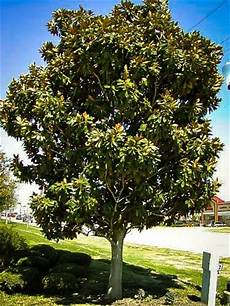 Evergreen Fertilizer