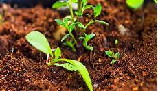 Feeding Fertilizers