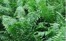 Fern Fertilizer