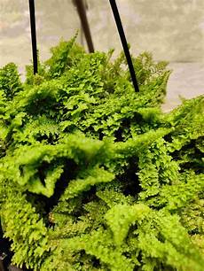 Fern Fertilizer