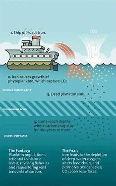 Fertilisation In Plants