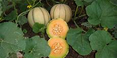 Fertilisation In Plants