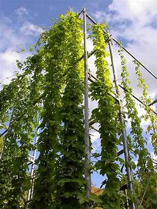 Fertilisation In Plants