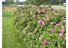 Fertilizer Business