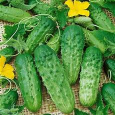 Fertilizer Business