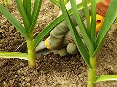 Fertilizer For Garlic