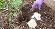 Fertilizer For Garlic
