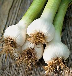 Fertilizer For Garlic
