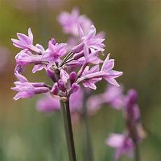Fertilizer For Garlic