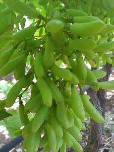 Fertilizer For Grapes