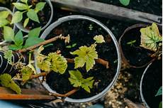 Fertilizer For Grapes