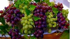 Fertilizer For Grapes
