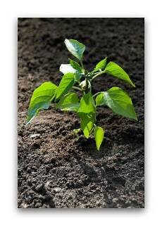 Fertilizer For Peppers