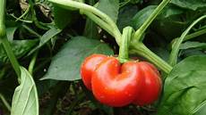 Fertilizer For Peppers