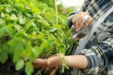 Fertilizer For Seedlings