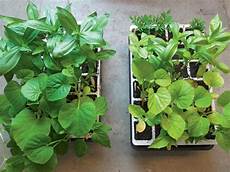 Fertilizer For Seedlings