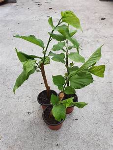 Fertilizer For Seedlings
