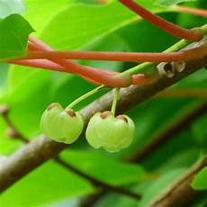 Fertilizer For Seedlings