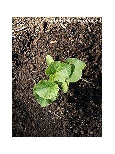 Fertilizer Manufacturer