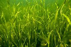 Fertilizer Plants