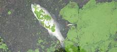 Fertilizers And Chemical