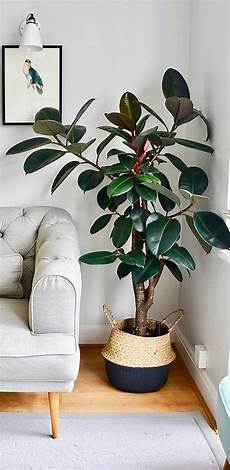 Fiddle Leaf Fertilizer