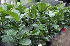 Fiddle Leaf Fertilizer