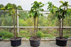 Fiddle Leaf Fertilizer