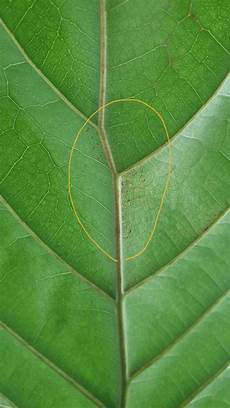 Fiddle Leaf Fertilizer