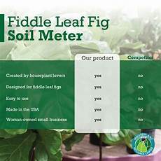 Fiddle Leaf Fertilizer