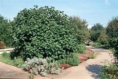 Fig Tree Fertilizer