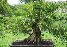 Fig Tree Fertilizer