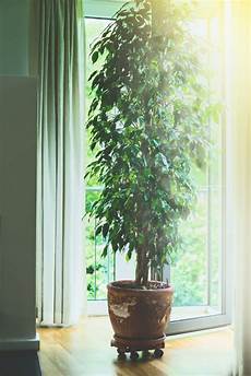 Fig Tree Fertilizer