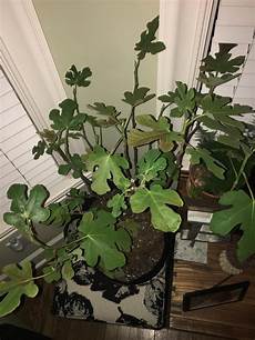Fig Tree Fertilizer
