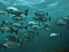 Fish Amino Acid
