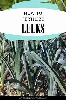 Fish Emulsion Fertilizer